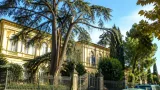 Cedro di via Guadagnoli: autorizzato l'abbattimento, lavori rinviati per verifiche