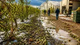 Coltivazioni e impianti sotto assedio: la Romagna fa i conti con grandinate e caldo estremo