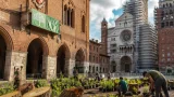 Cremona: avviata una raccolta fondi per ripiantare gli alberi danneggiati dal nubifragio