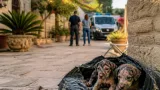 Due cuccioli salvati dopo essere stati abbandonati in un sacco: indagini e appello dell’amministrazione