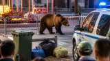 Orso tra le giostre a Villa Scontrone: stop alla vicinanza, comune invita alla prudenza