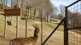 Parco Daini di Montelago, allarme sul Monte Strega: nel recinto resta un solo esemplare