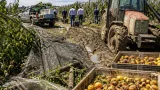 Regione attiva la ricognizione dei danni agricoli dopo le grandinate: richieste misure straordinarie