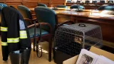 Rovigo, polemica su sicurezza e unità cinofila: Civica per Rovigo parla di propaganda