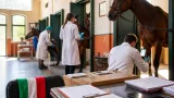 Siena, al Ceppo le previsite per il Palio del 16 agosto: 108 cavalli ammessi