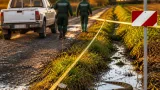 Varano avvistato a Montichiari: ordinanza vieta di camminare nelle zone segnalate
