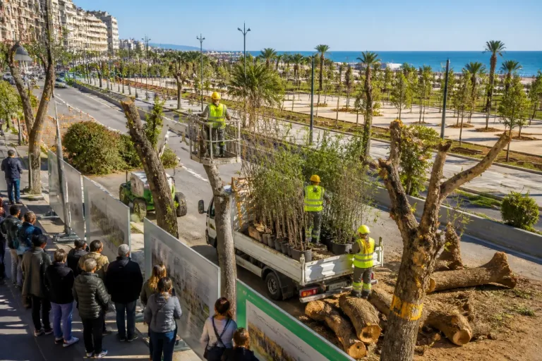 Bari, il Comune: sul BRT saranno abbattuti solo 83 alberi, previste decine di migliaia di nuove piantumazioni