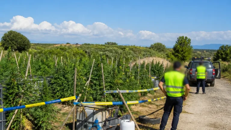 Blitz delle Fiamme Gialle: sequestrate 128 piante di cannabis tra Cutro e Papanice