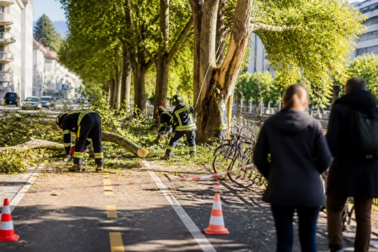 Bolzano, crollano due rami sulla pista ciclabile di via Genova: nessun ferito