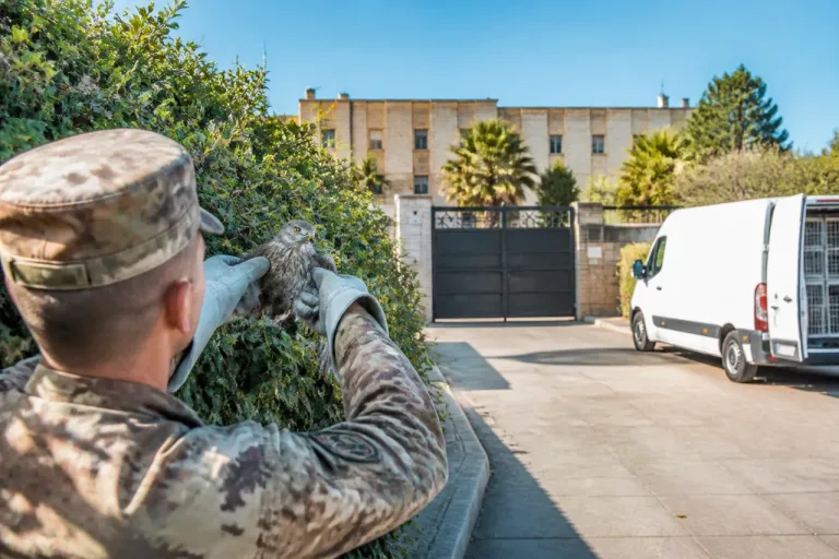 Carabiniere salva un giovane falco grillaio intrappolato nella siepe della caserma