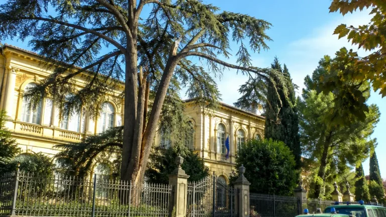 Cedro di via Guadagnoli: autorizzato l'abbattimento, lavori rinviati per verifiche