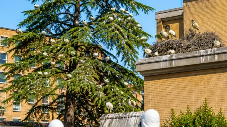 Colonia di ibis sacri nidifica sui tetti dell’ospedale Maggiore, scatta il coordinamento con la Provincia