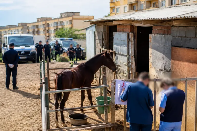 Controlli a Librino, sequestrato un cavallo e multe per 6.500 euro a Catania