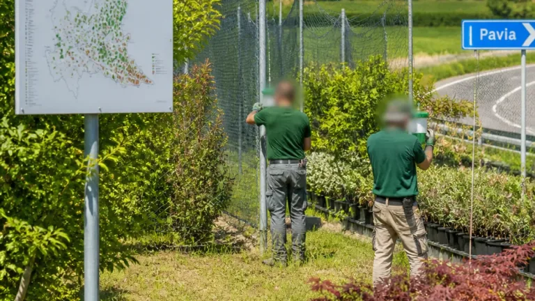 Cresce l'allarme per la Popillia japonica: Cia chiede più prevenzione in Lombardia