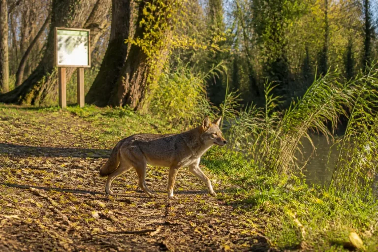 Cuneo: lo sciacallo dorato documentato per la prima volta nel Parco fluviale Gesso e Stura