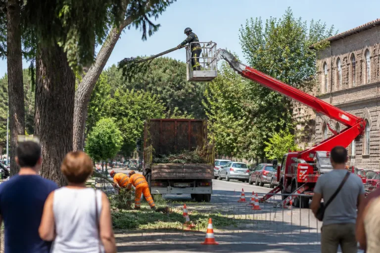 Forlì, chiarimento del Comune su viale Roma: nessun pino abbattuto, rimosso solo un ramo pericolante