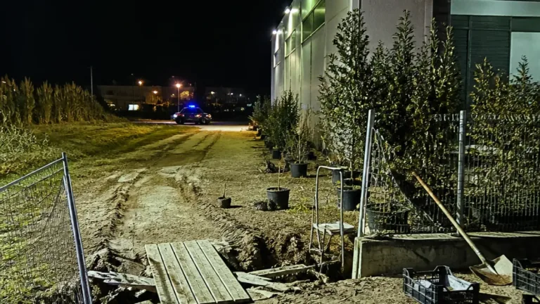 Furto in piena notte: spariscono sei ulivi secolari dalla Fioricoltura Loi di Santa Margherita