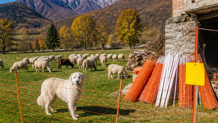 Lupo, contributi alle aziende: 16 realtà del Biellese finanziate al 100%