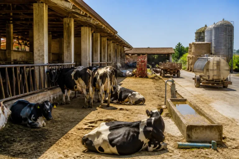 Ondate di calore e scarsità d'acqua, la produzione di latte nella Marca crolla fino al 30%