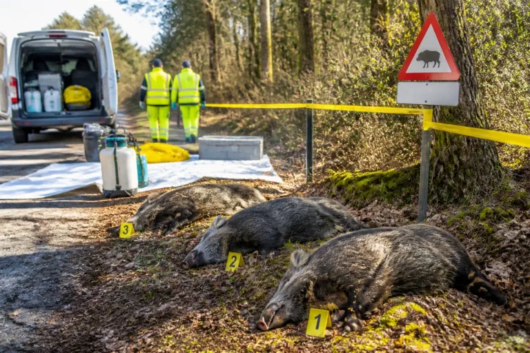 Pistoia: tre cinghiali positivi alla Peste suina africana, l'ATC lancia l'allarme