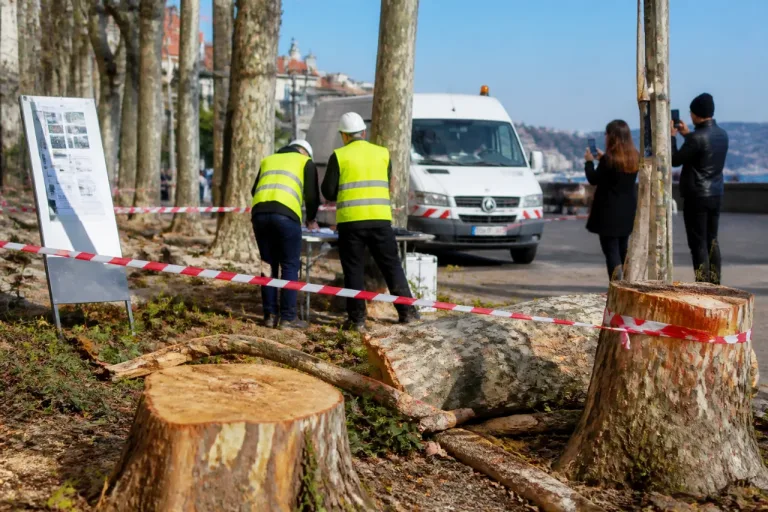 Babuder: gli abbattimenti di alberi a Trieste seguono verifiche tecniche, non scelte politiche
