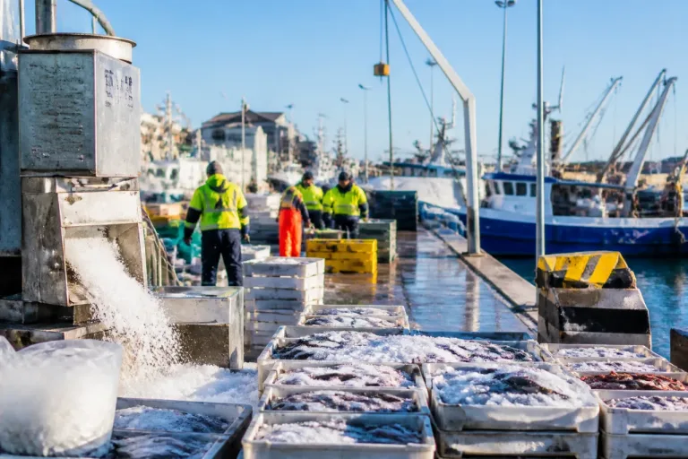 Rimini, la blue economy vale: avanti il bando per il nuovo Mercato Ittico e investimenti sulla filiera