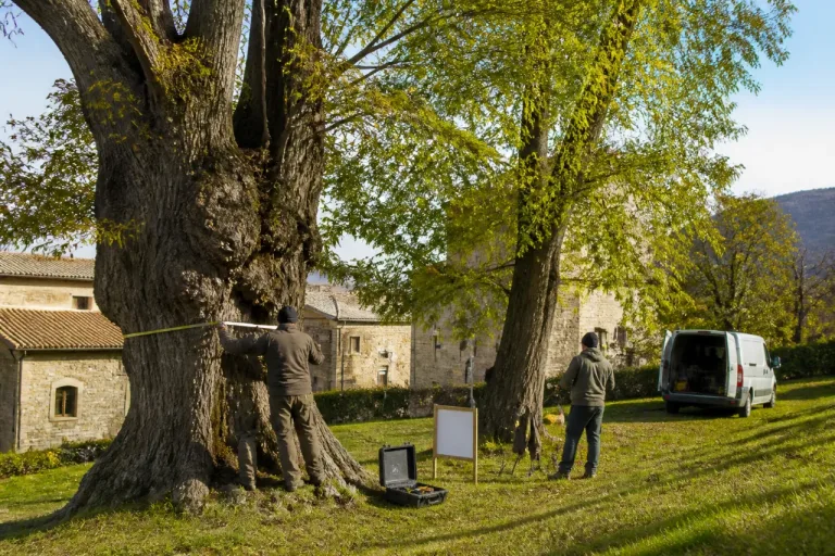 Verifiche su due alberi monumentali vicino a L'Aquila: stato, censimento e prossimi passi