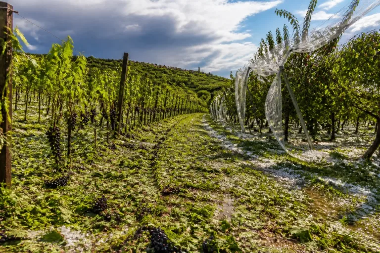 Grandine e vento nell’Est veronese: danni a vigneti, ciliegi e impianti agricoli